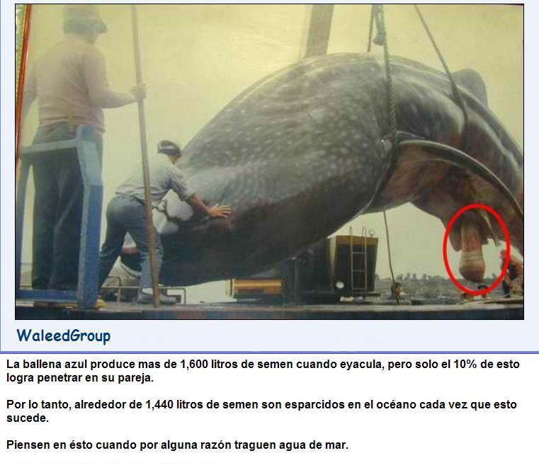 whale-wg[1].jpg